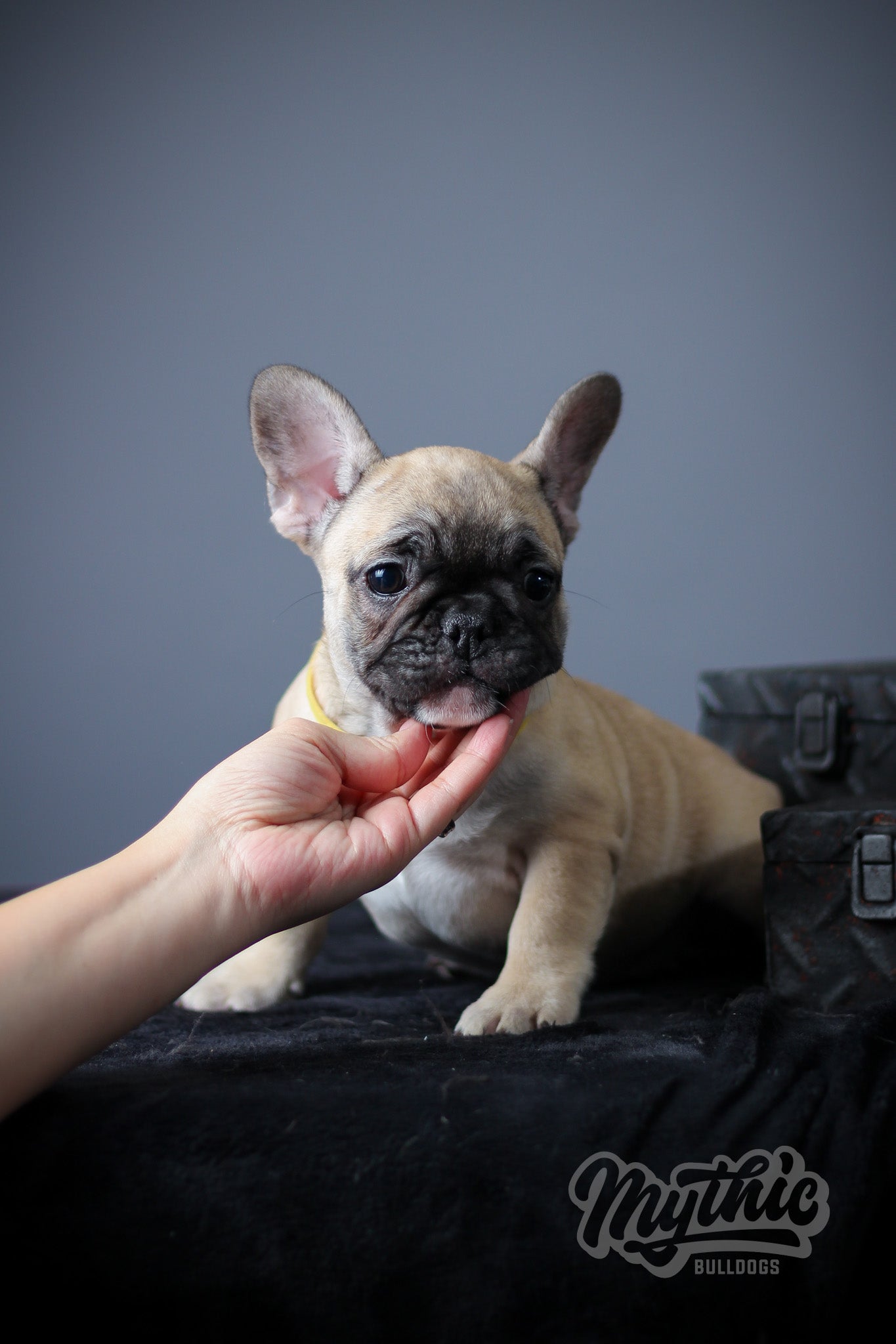 Certified Fawn Female Frenchie Puppy for Sale in NJ by Mythic Bulldogs
