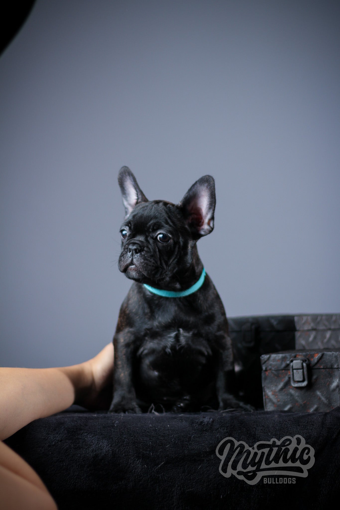 Certified Chocolate Female Frenchie Puppy for Sale in NJ by Mythic Bulldogs